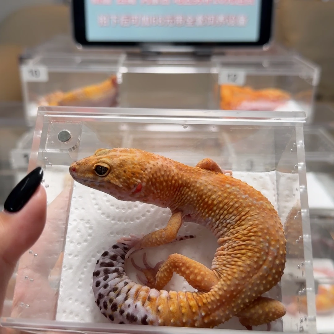 豹纹守宫萝卜弟弟