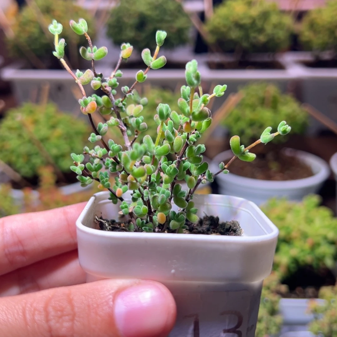 713乐曲一物一拍带盆土发货