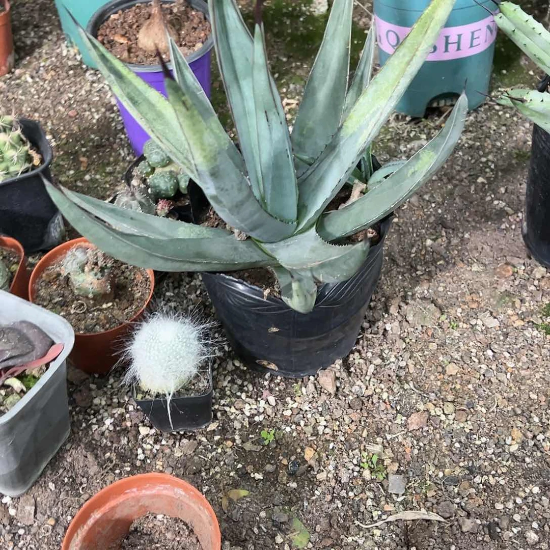 1*鲨鱼皮大龙舌兰植物