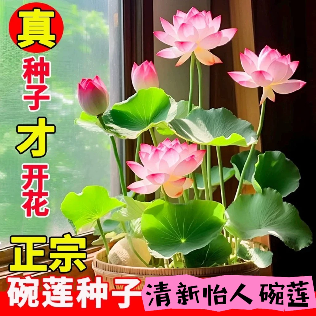 【真-碗莲种子】碗莲水培植物室内花好养四季开花卉籽荷花睡莲盆栽