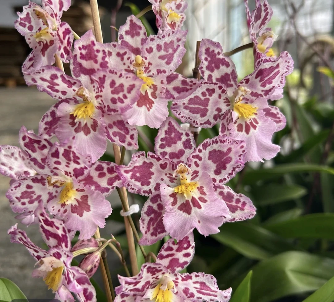 兰花盆栽  文心兰【粉色豹斑宝石】开花漂亮 花期长