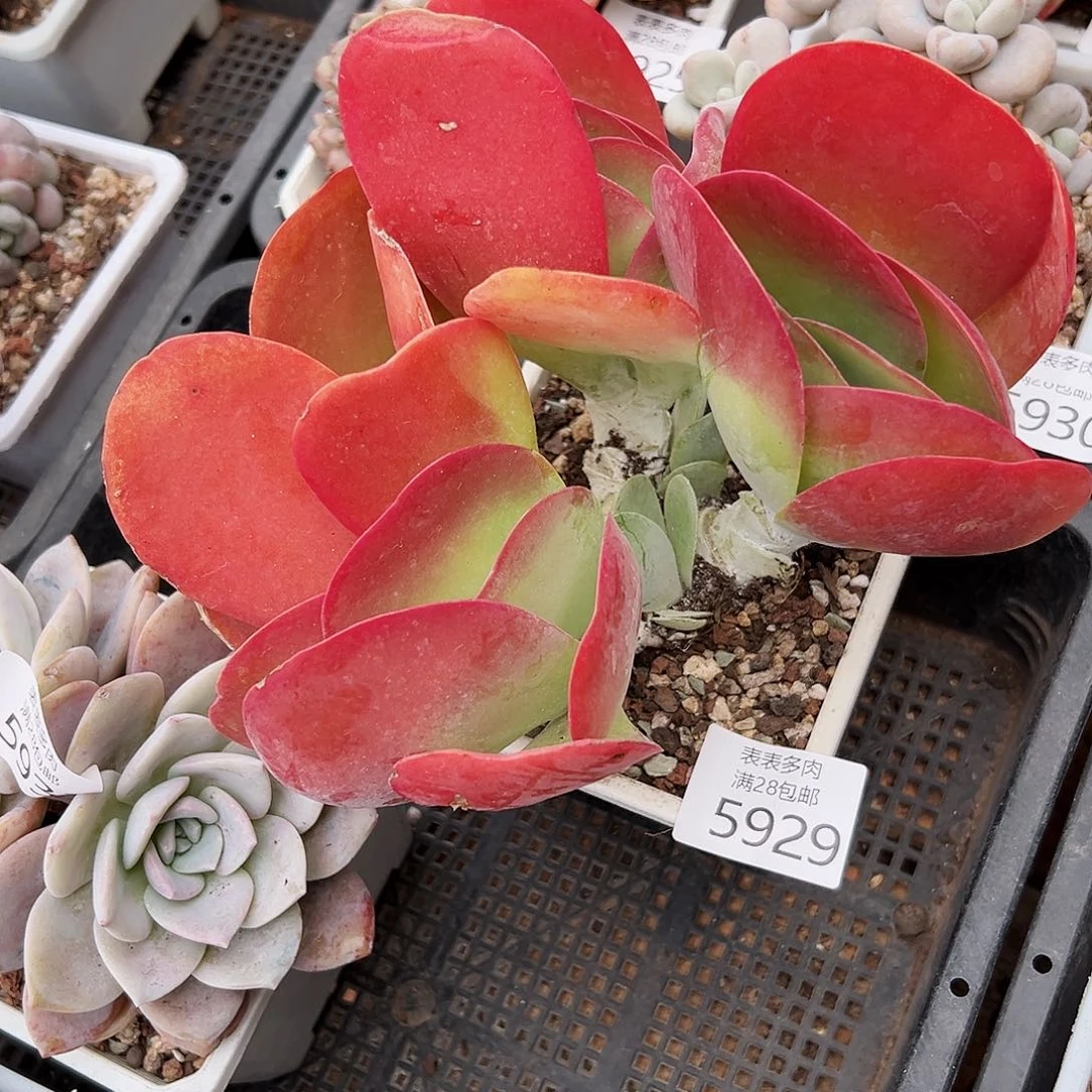 9号小*?我们的确是一个5929