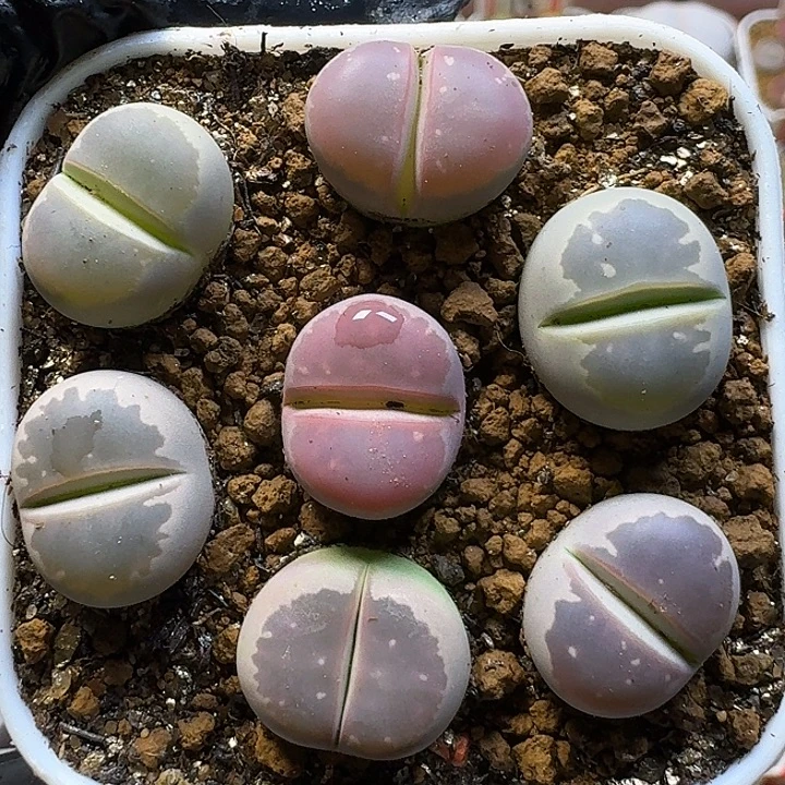 12211生石花。   152