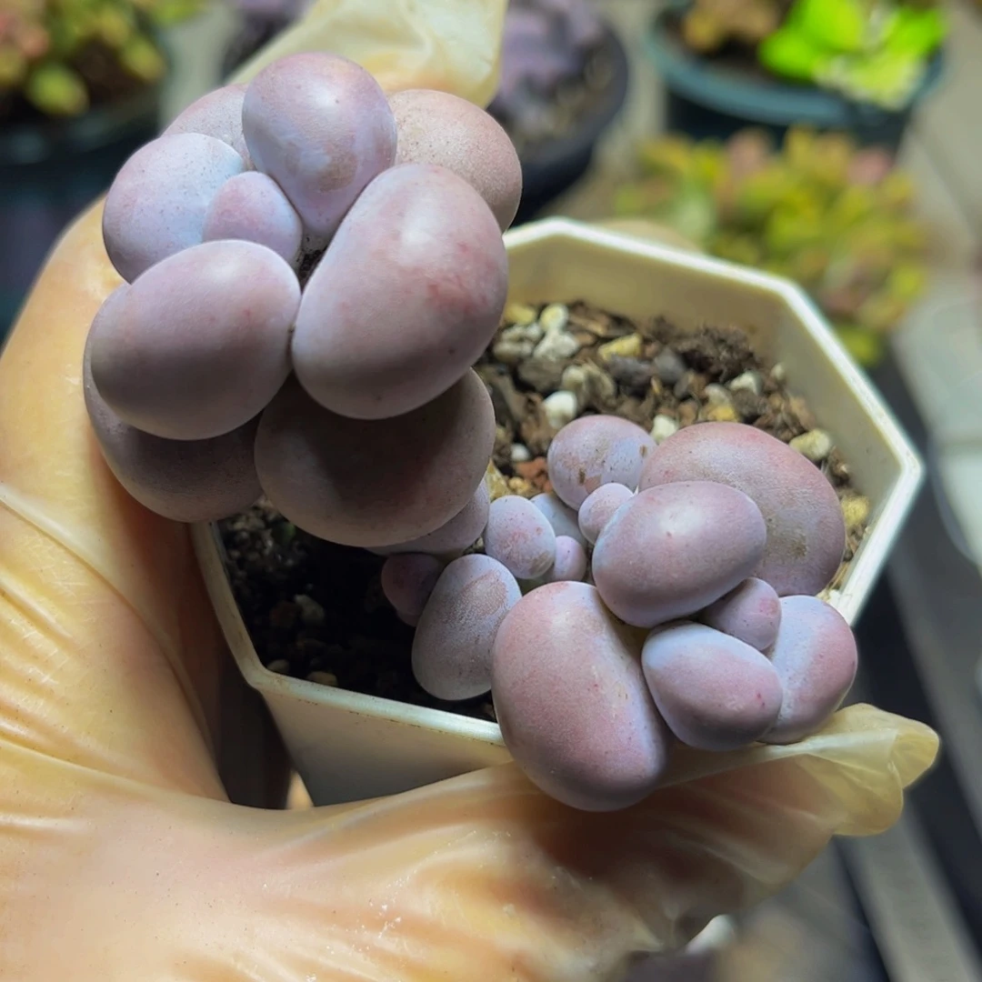 158芭比奶酪7厘米多肉