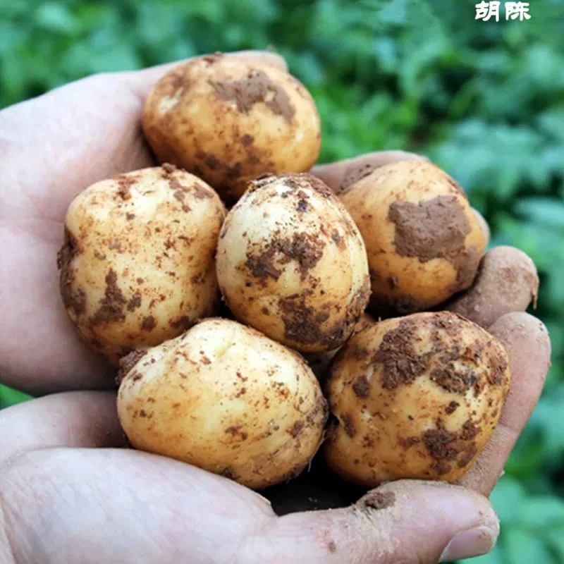 【次日达】黄心新土豆中小果粉糯香甜 蒸炸煮炒450g-550g