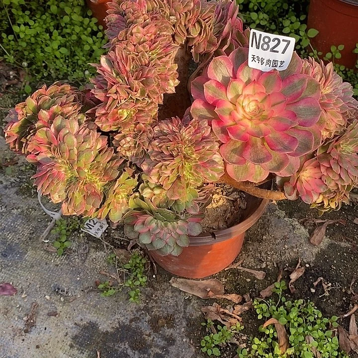 多肉植物荔枝缀827多肉