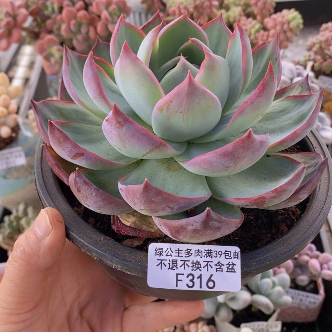 惊鸿仙子14cm316多肉植物