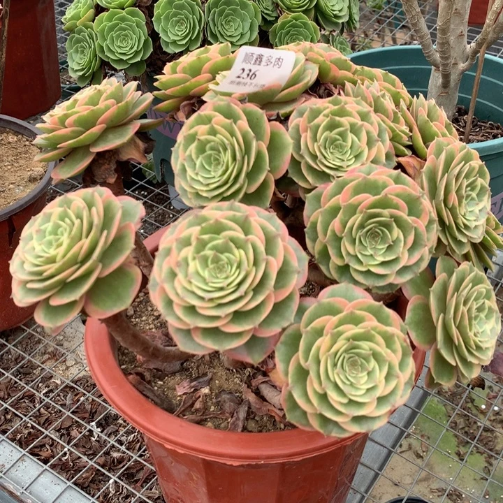 236粉花妖多肉植物特价