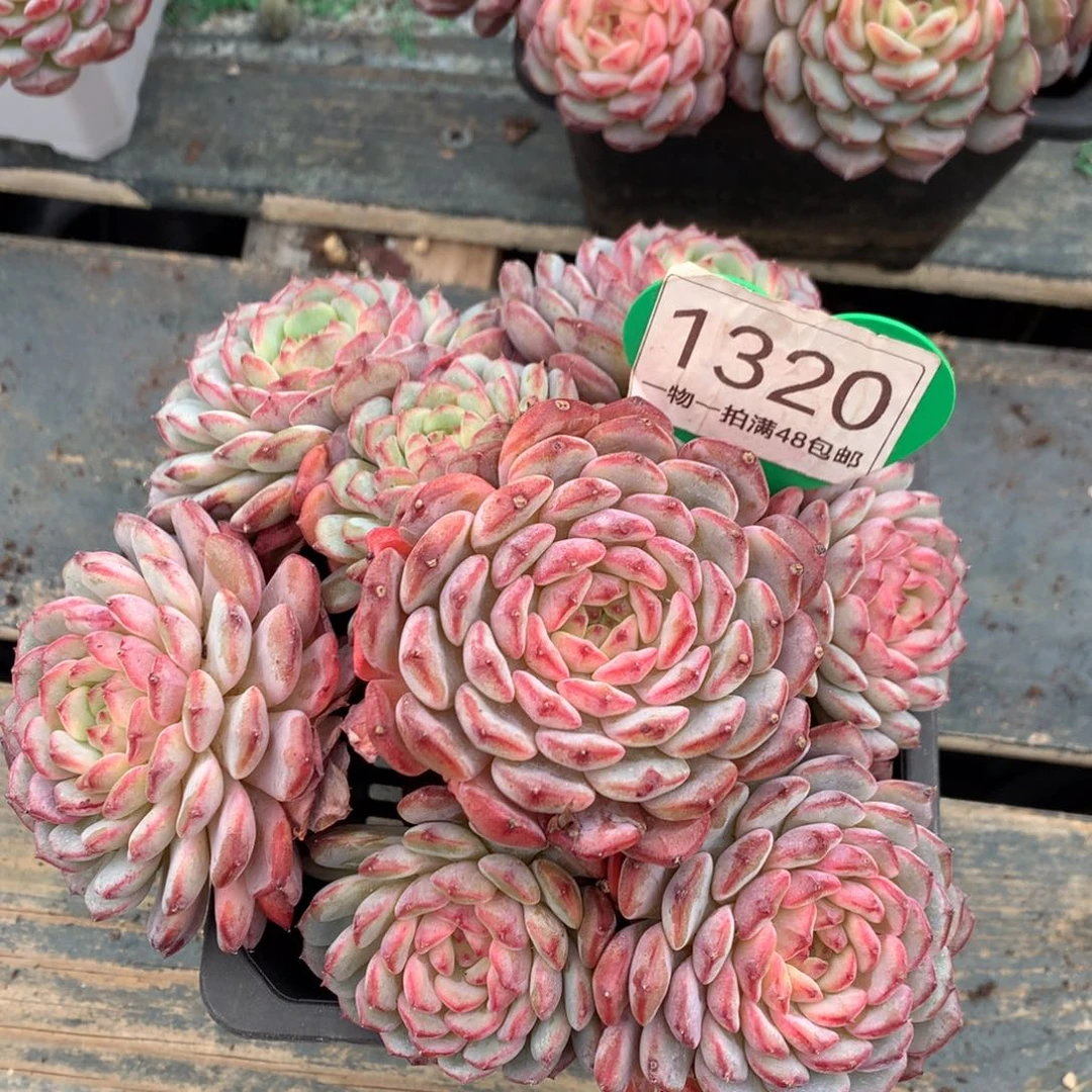 白胖子老桩一物一拍1320