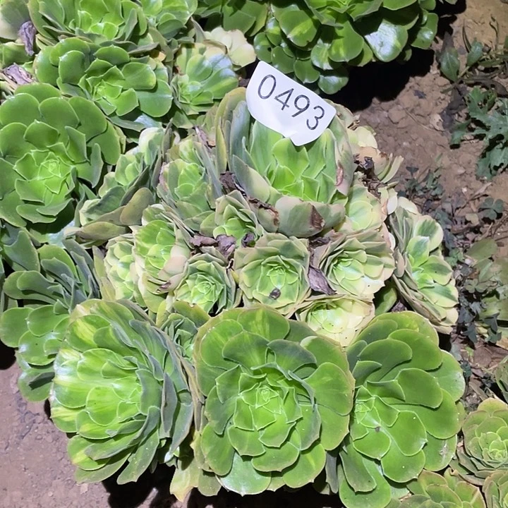 多肉植物不包断枝493五彩琉璃