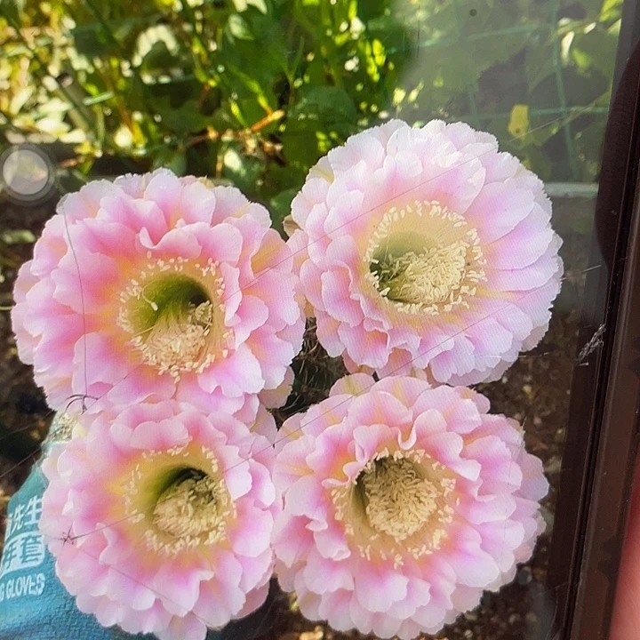 嘟31号2.5公分左右一代侧福利