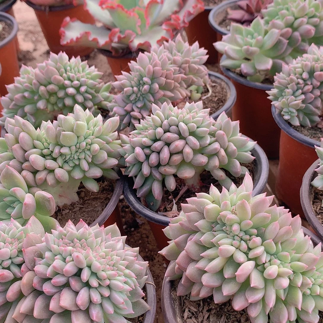 二代象牙35678899900