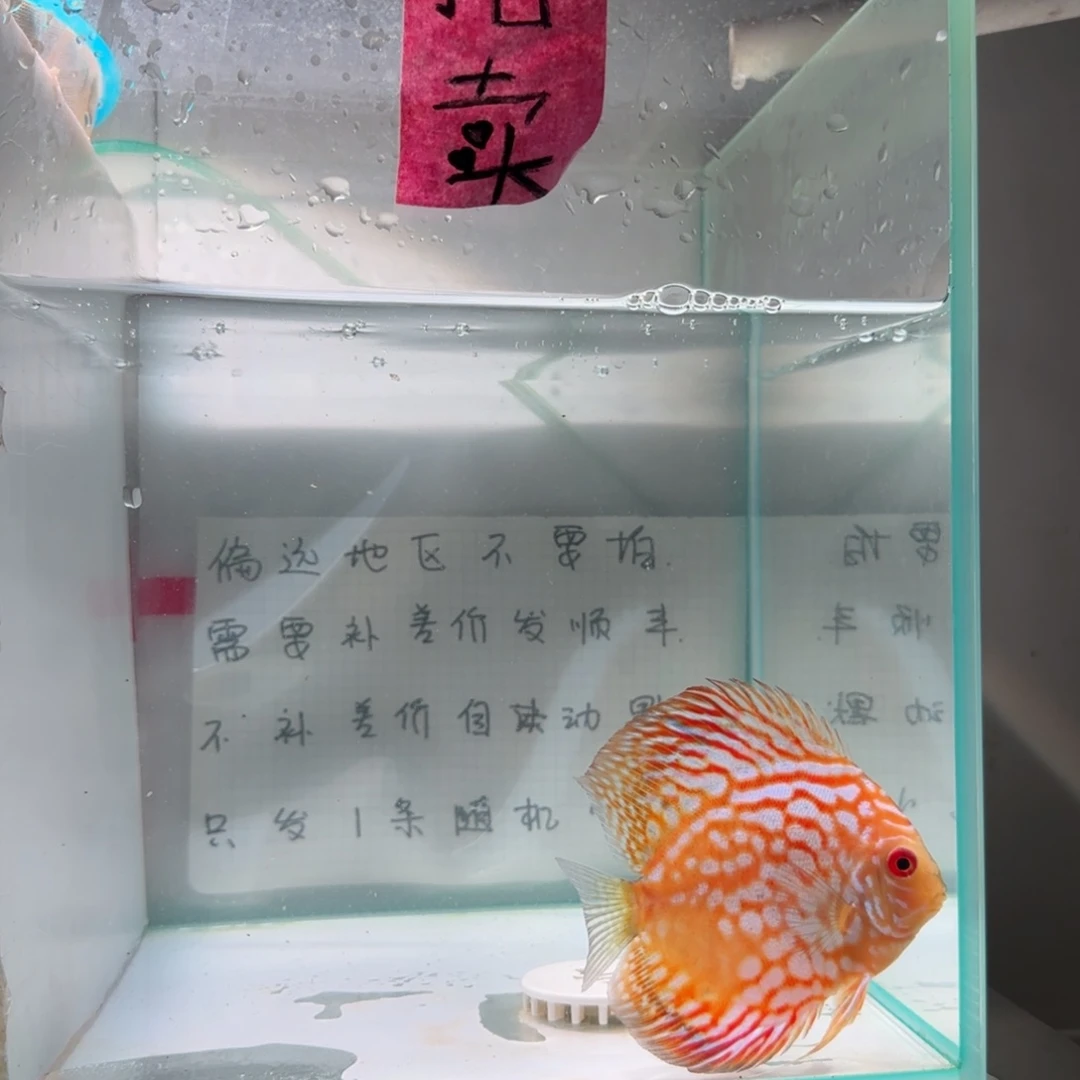 七彩神仙鱼肉身7-8偏远地区不拍
