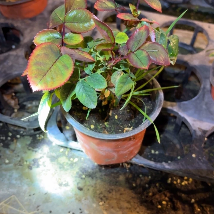 无花朵紫拉芙小苗