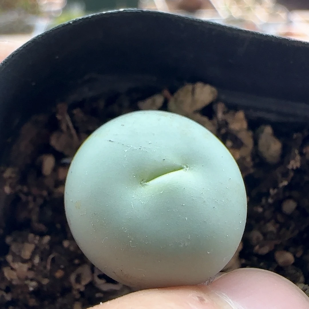 殇*年后脱土发货23776