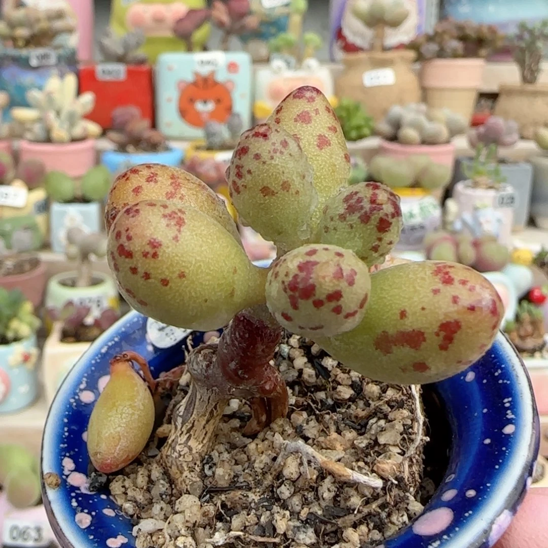 桃****小金鱼水泡 盆口4cm