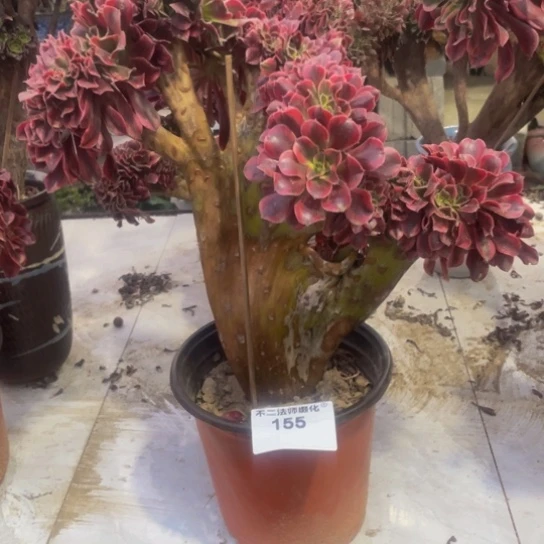 155，美杜莎缀包邮