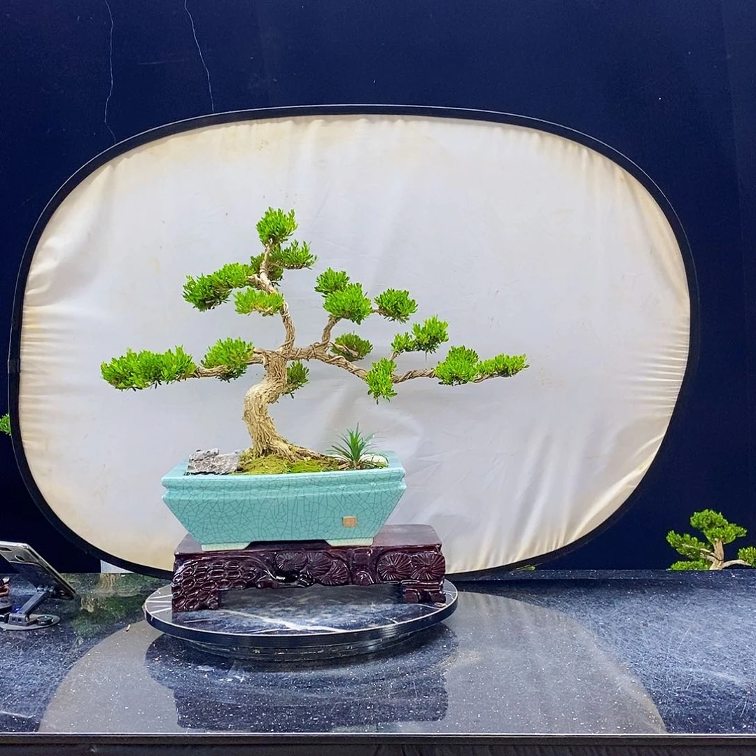 无花朵黄杨盆景造型