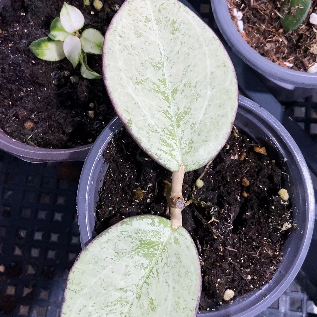 完全开放高斑丽雅球兰