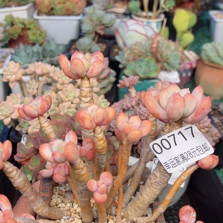 幸运的是我的朋友们