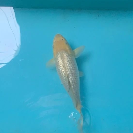 锦鲤锦鲤顺丰到付包邮