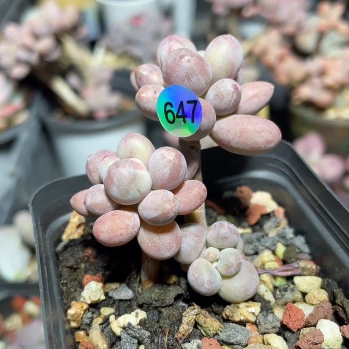 仙子奶酪多肉植物