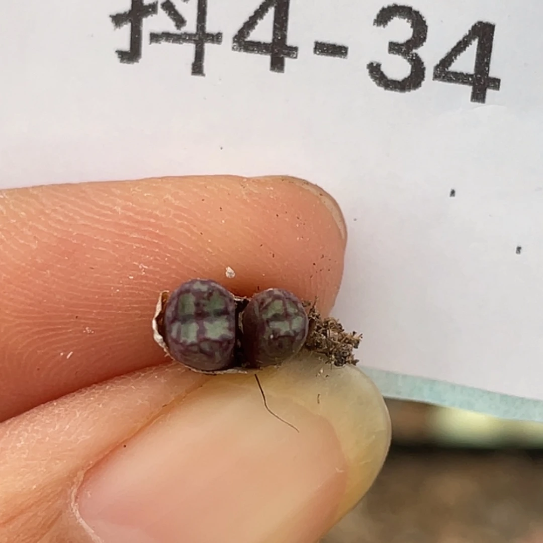 4-34肉锥多肉植物