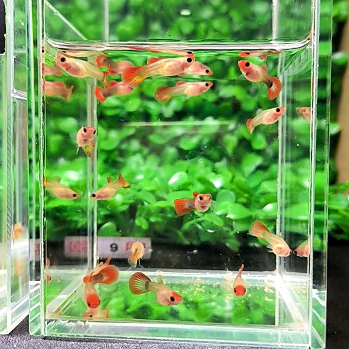 海水鱼精品孔雀鱼红头玻璃猫，两个月15条苗。