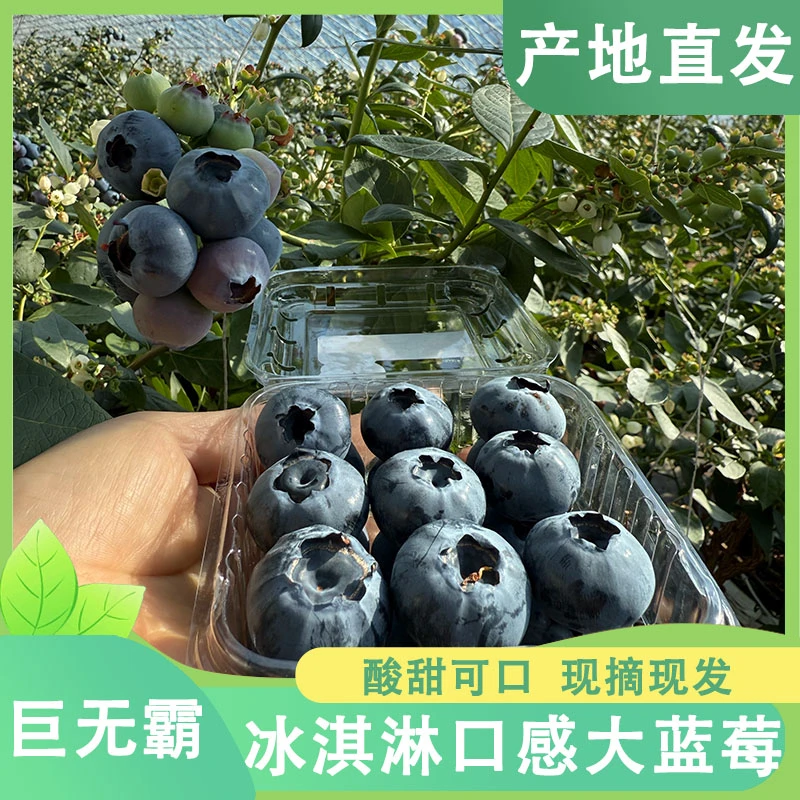 【巨无霸】正宗丹东蓝莓头茬冰淇淋口感自营果园现摘现发顺丰包邮