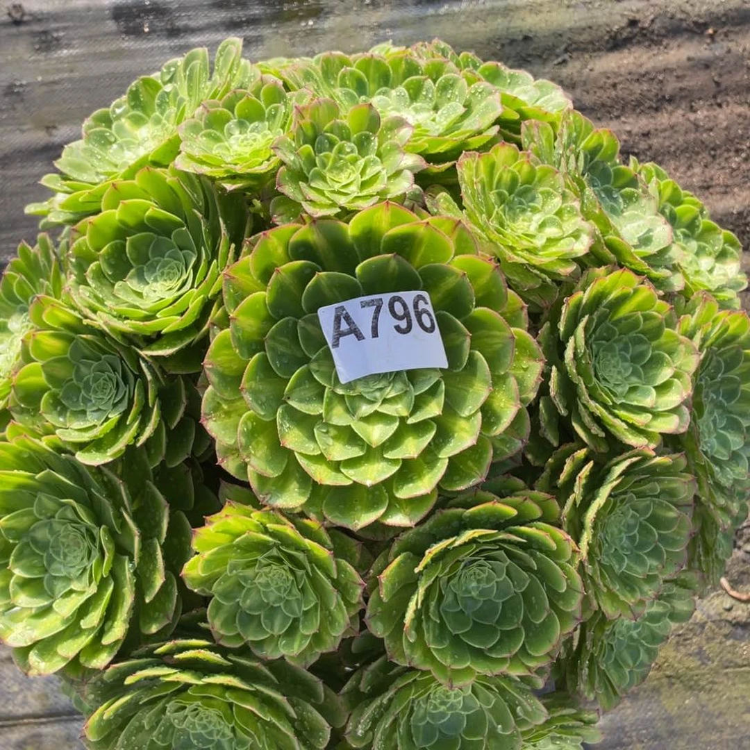 茶杯紫砂简*796分哥哥哥哥哈哈
