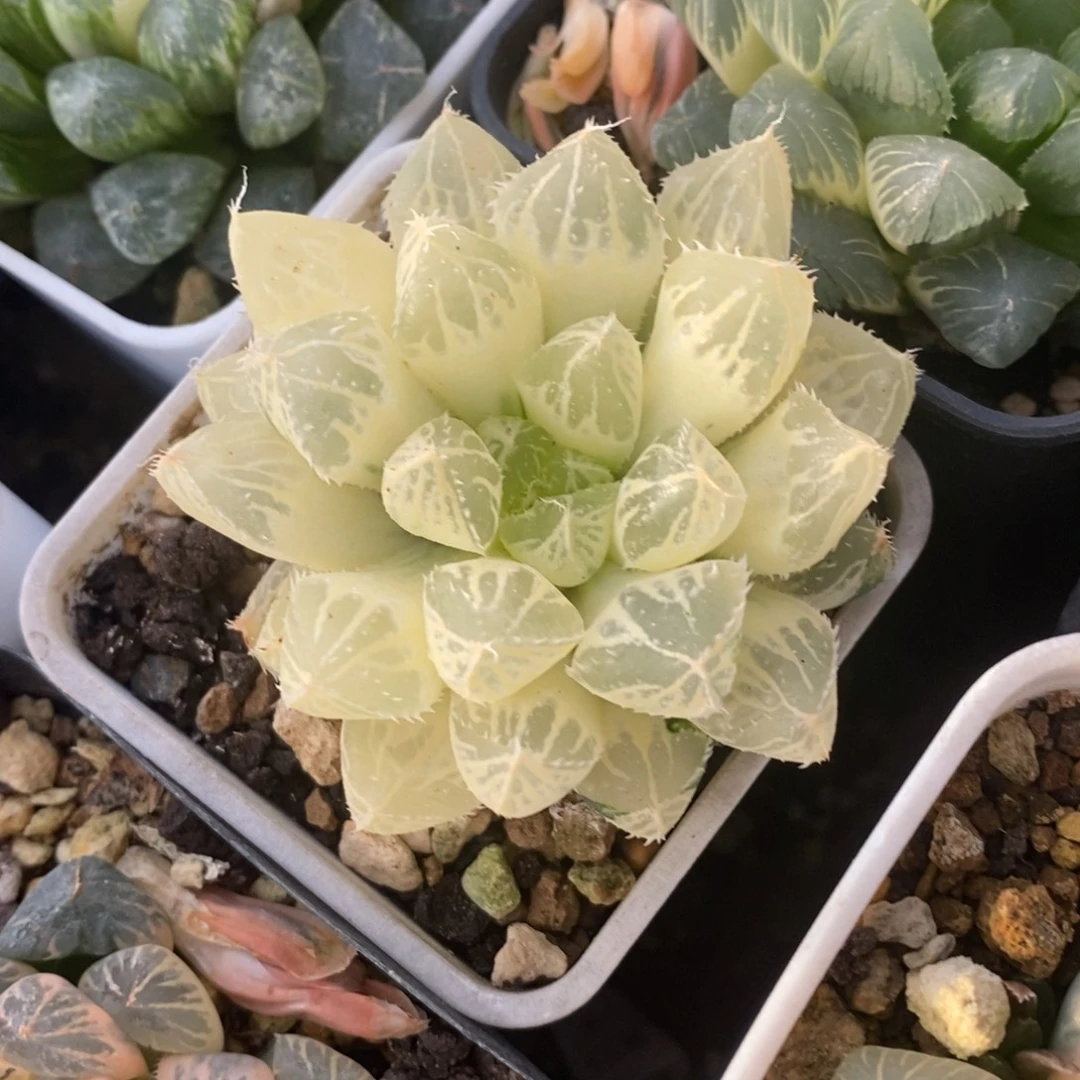 一颗实生大叶楼兰锦 特价