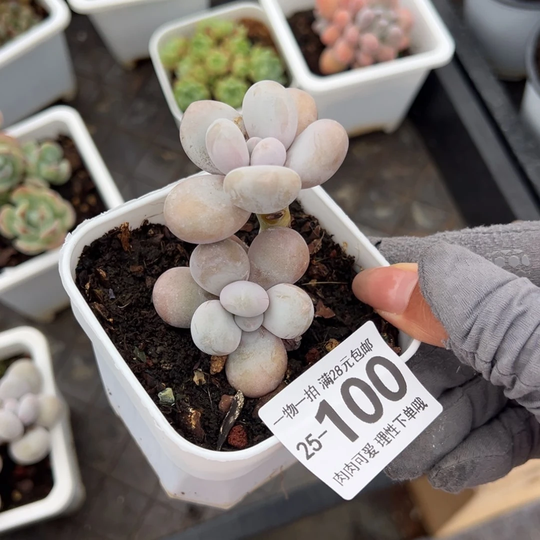 奶酪多肉多肉多肉