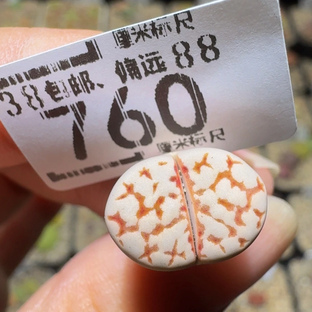 Sssss生石花肉锥760