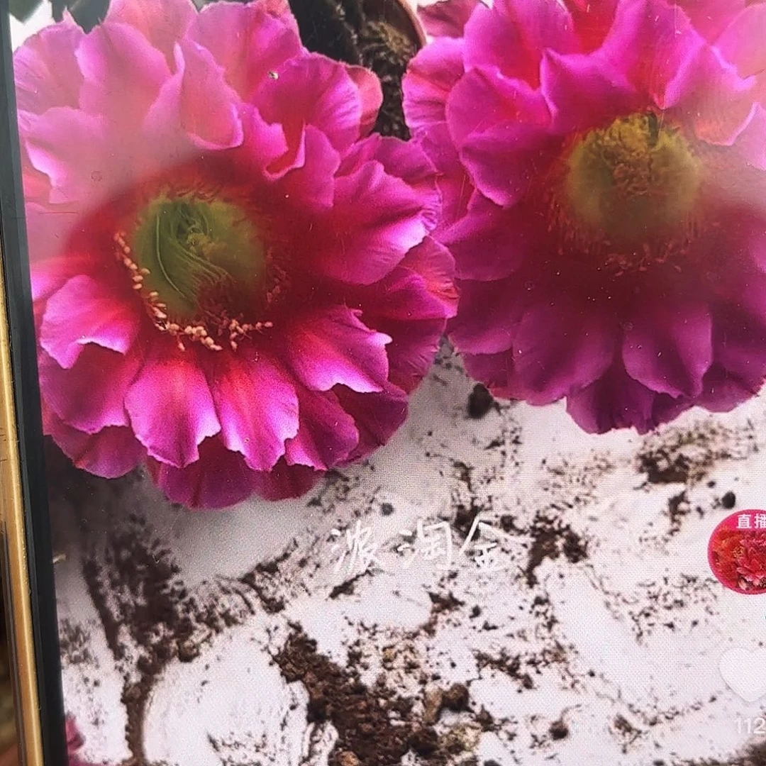 浓桃筋侧牙20包邮小小瑕