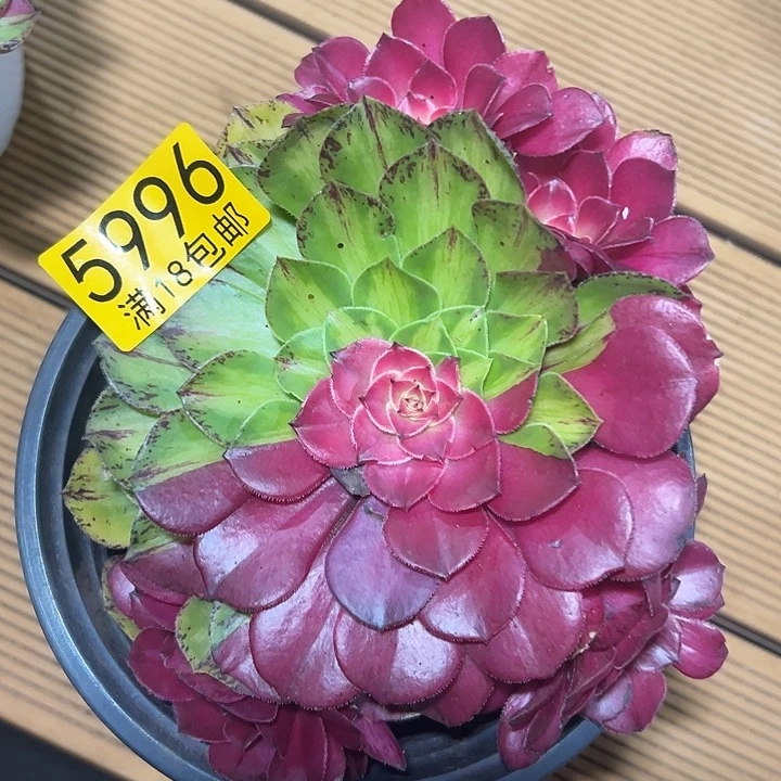 996无根 知否多肉法师锦