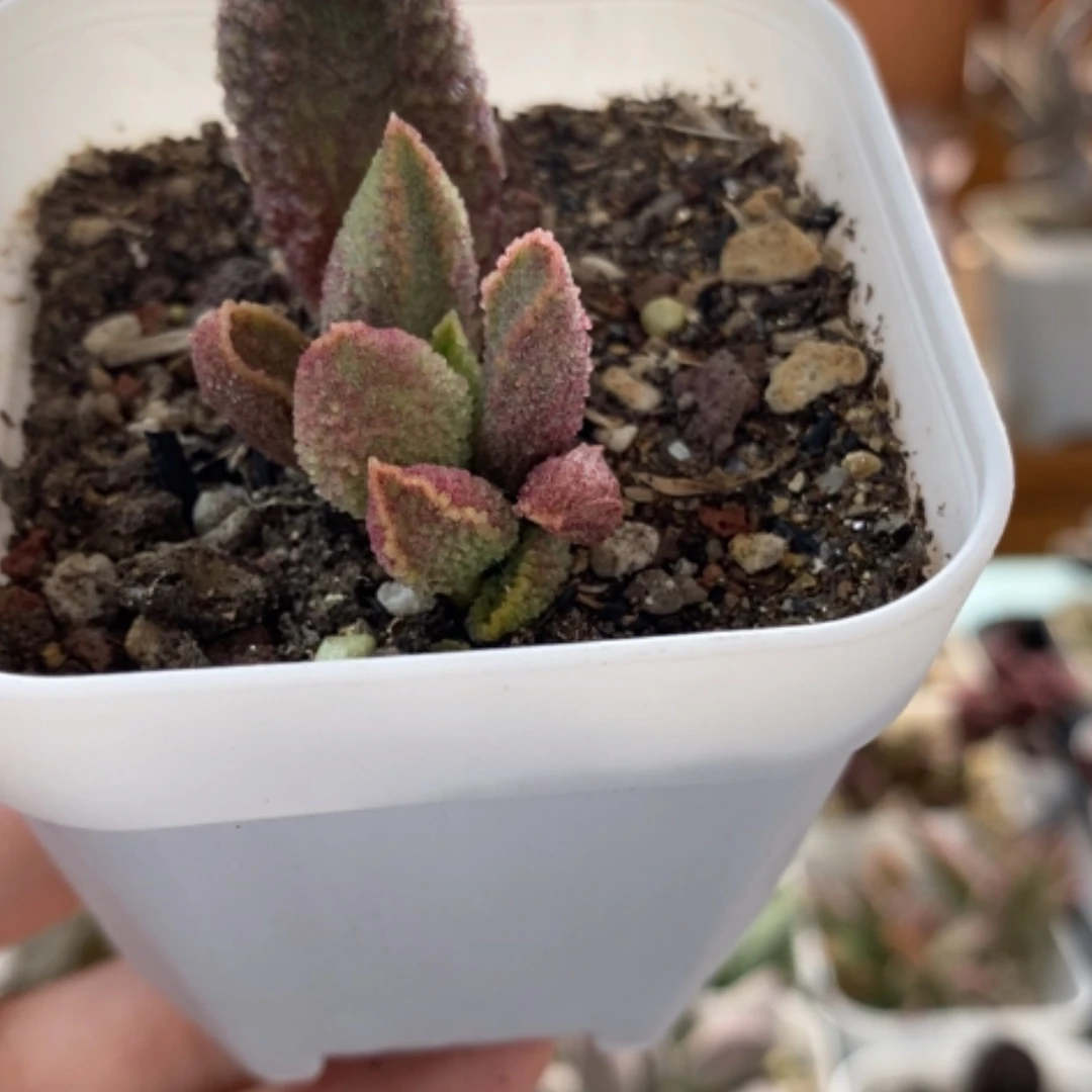 【闪购商品】无花朵实生