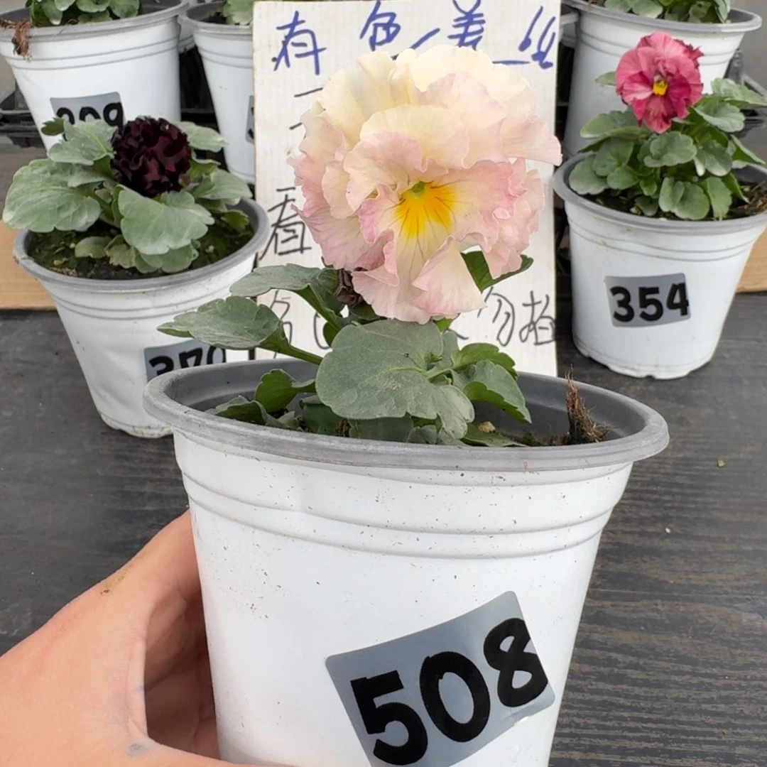 全部花朵508号1003