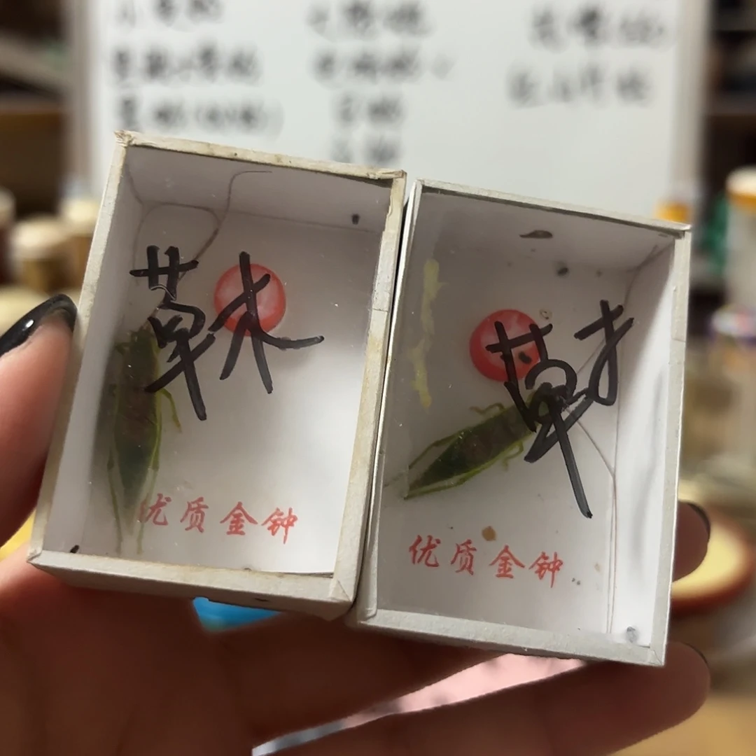 两条金钟不包断须尾