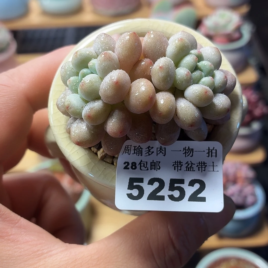 5厘米盆精控多肉植物5252