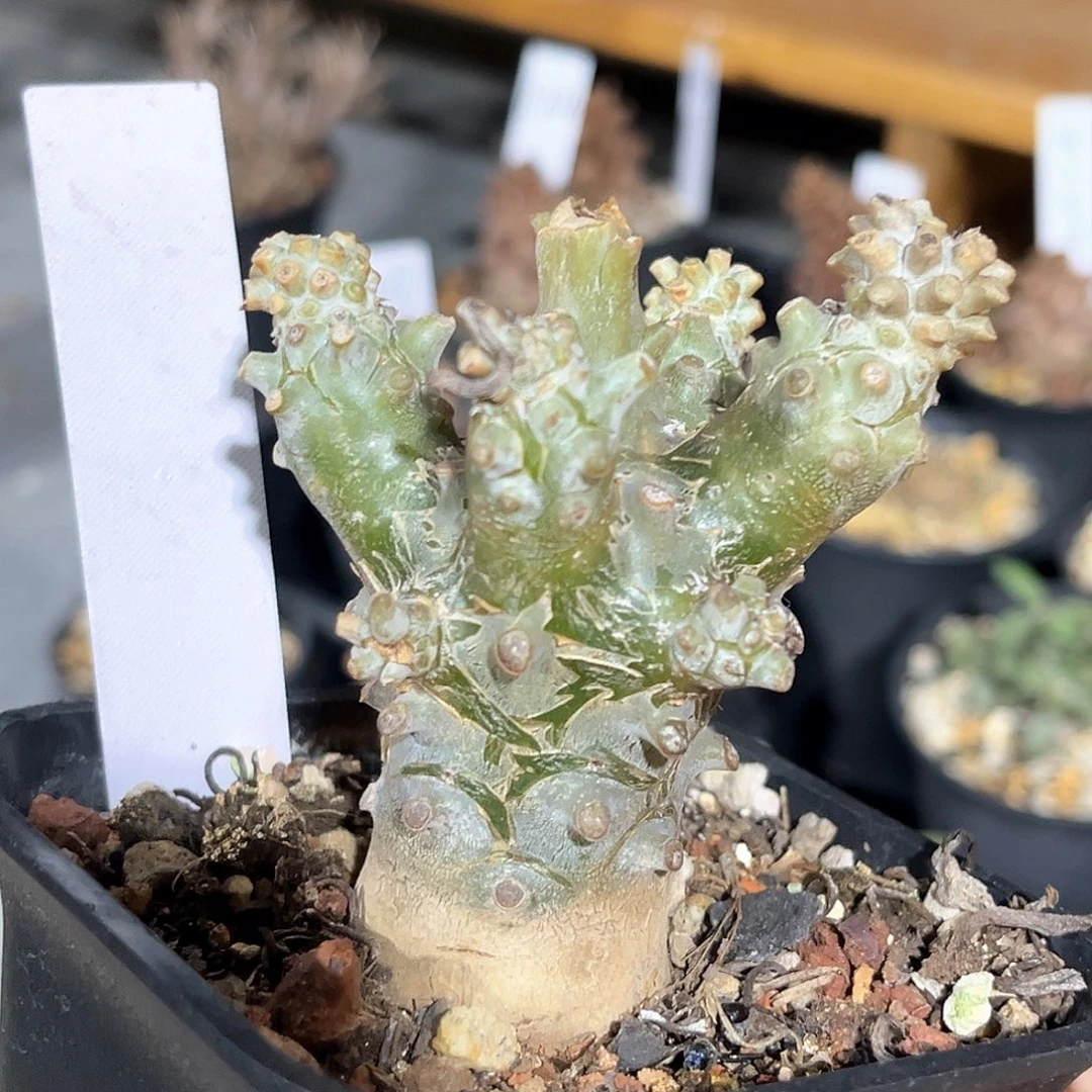 潮流植物 钟馗 福利
