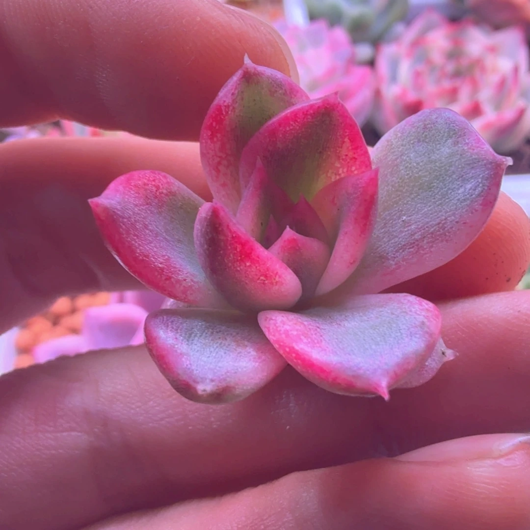 火焰山锦 多肉植物