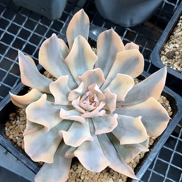 利比里亚锦多肉植物