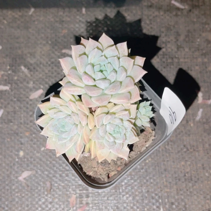 若***若016 彩红