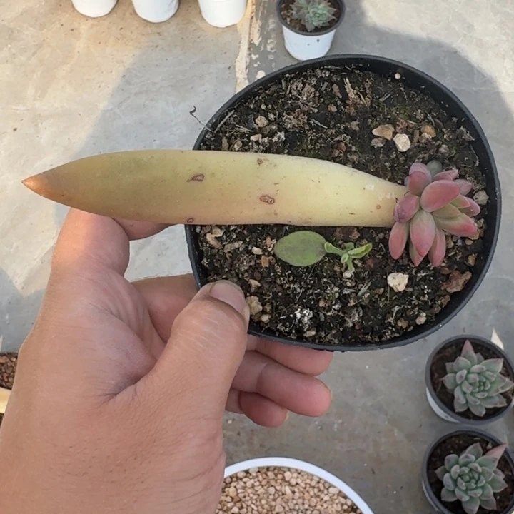 克里斯朵 叶插 一物一拍