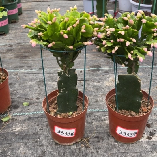 032粉重蟹爪兰3333