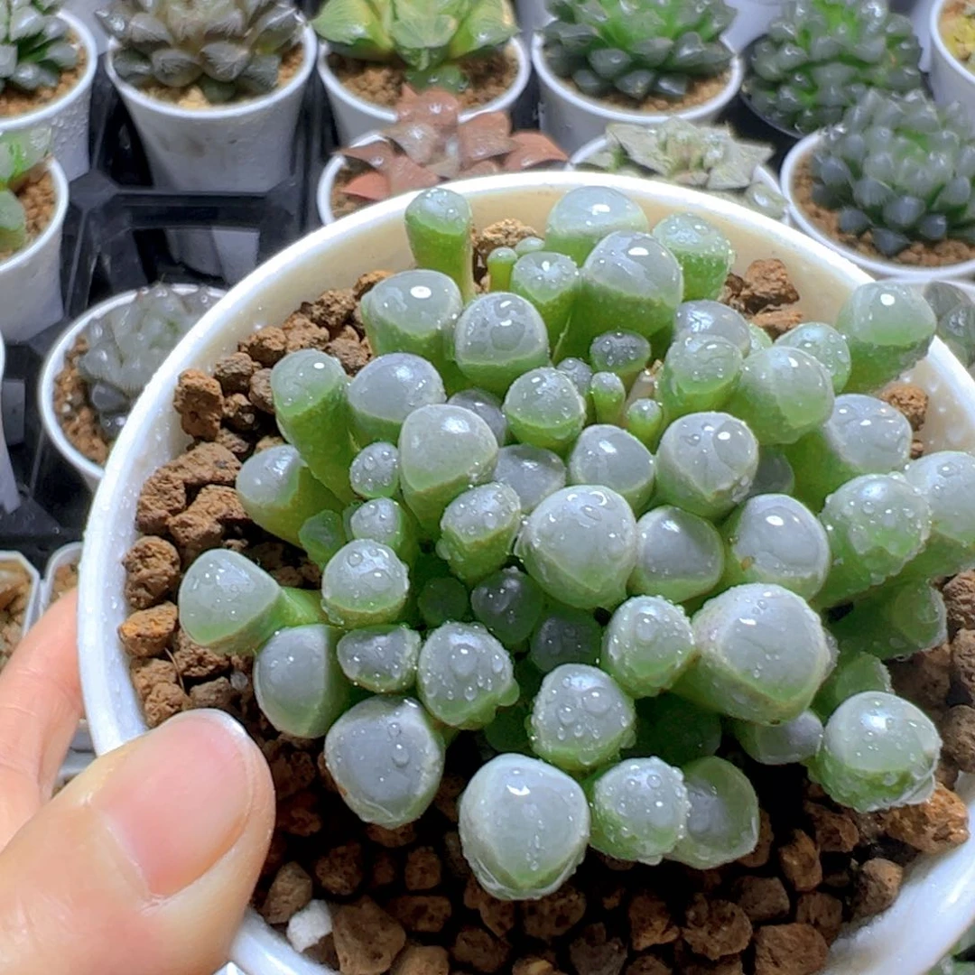 五十玲玉玉露多肉多肉