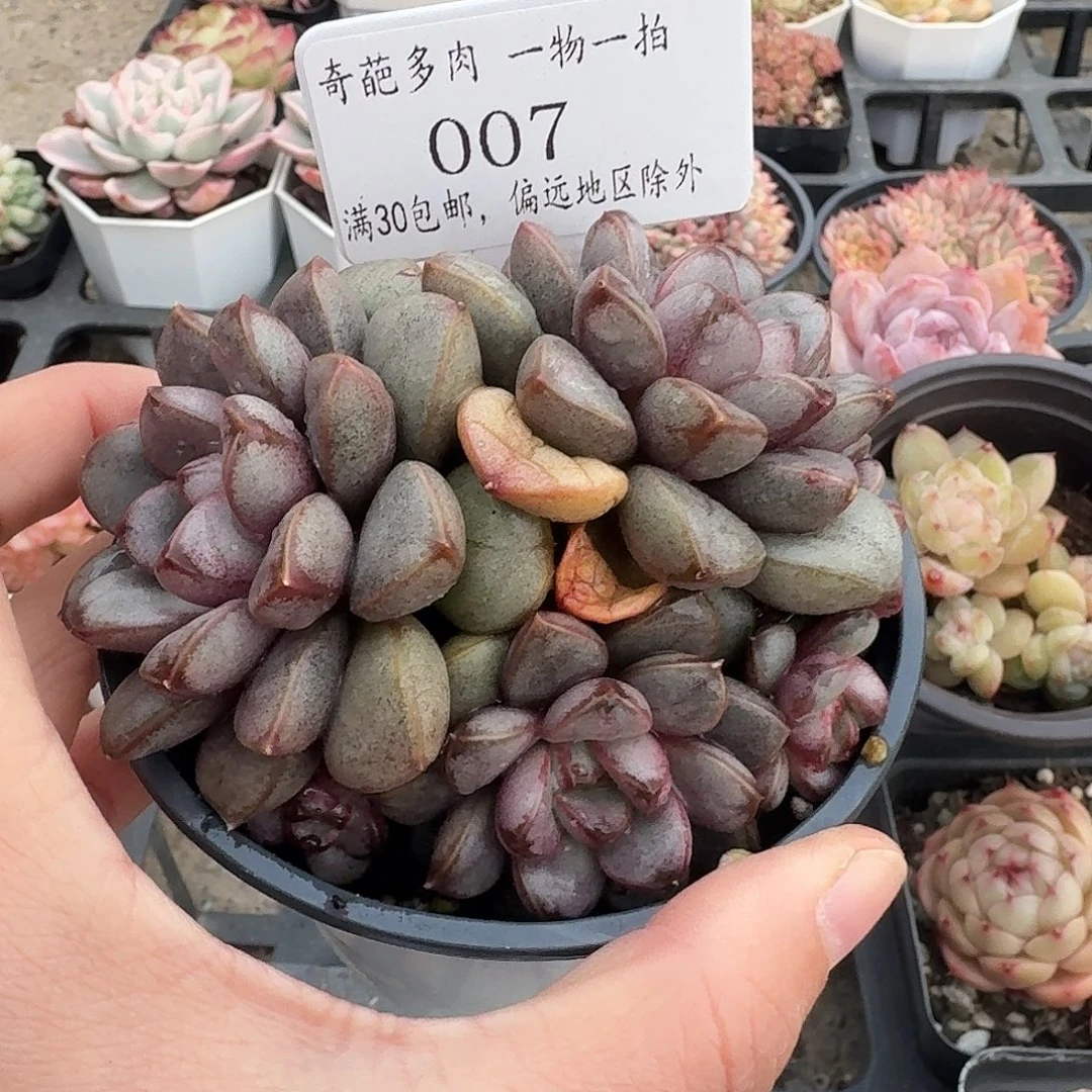 007 脱土哈哈哈哈哈哈