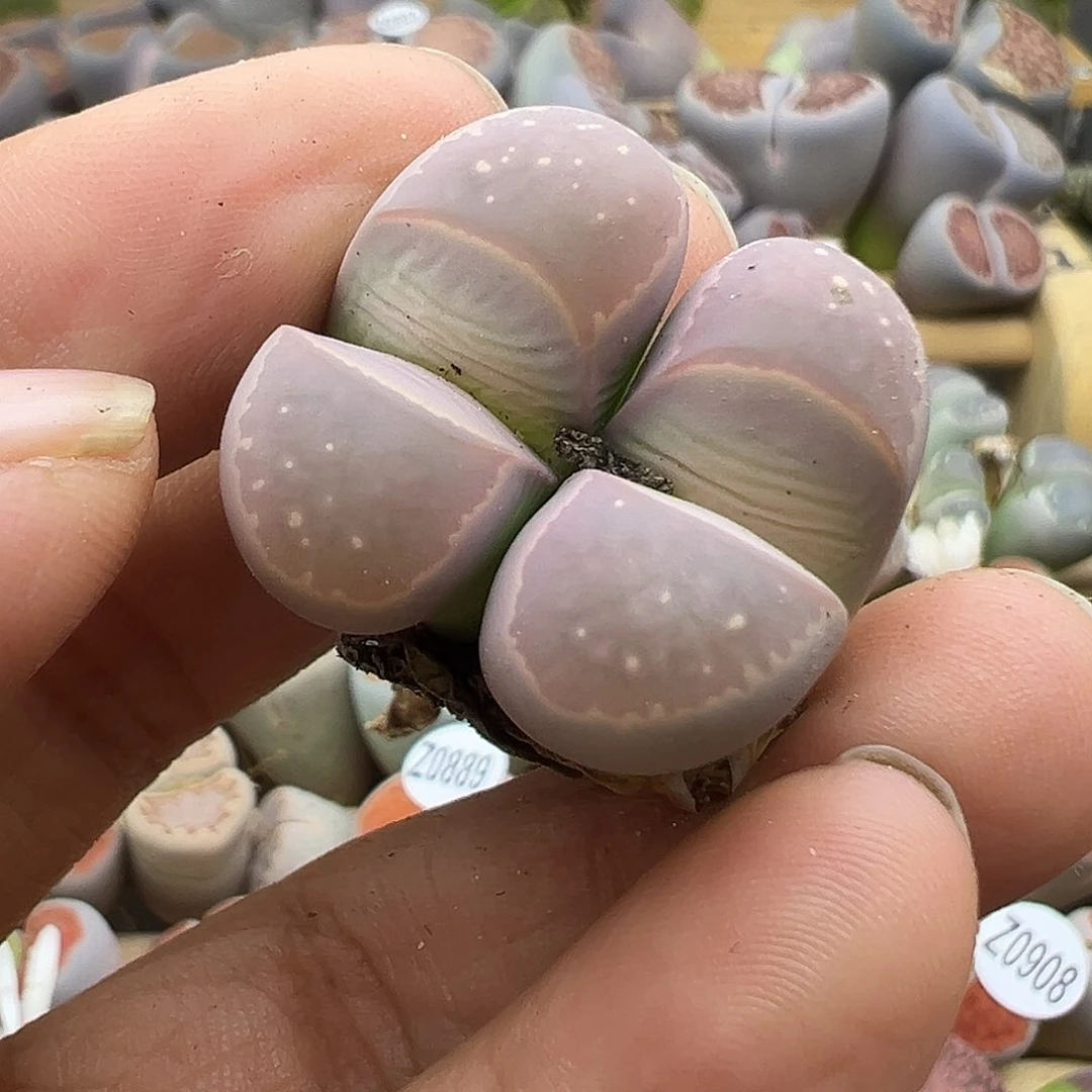 915炸了111111111111