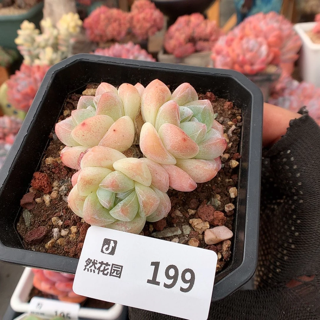 199冰玉多肉植物6666