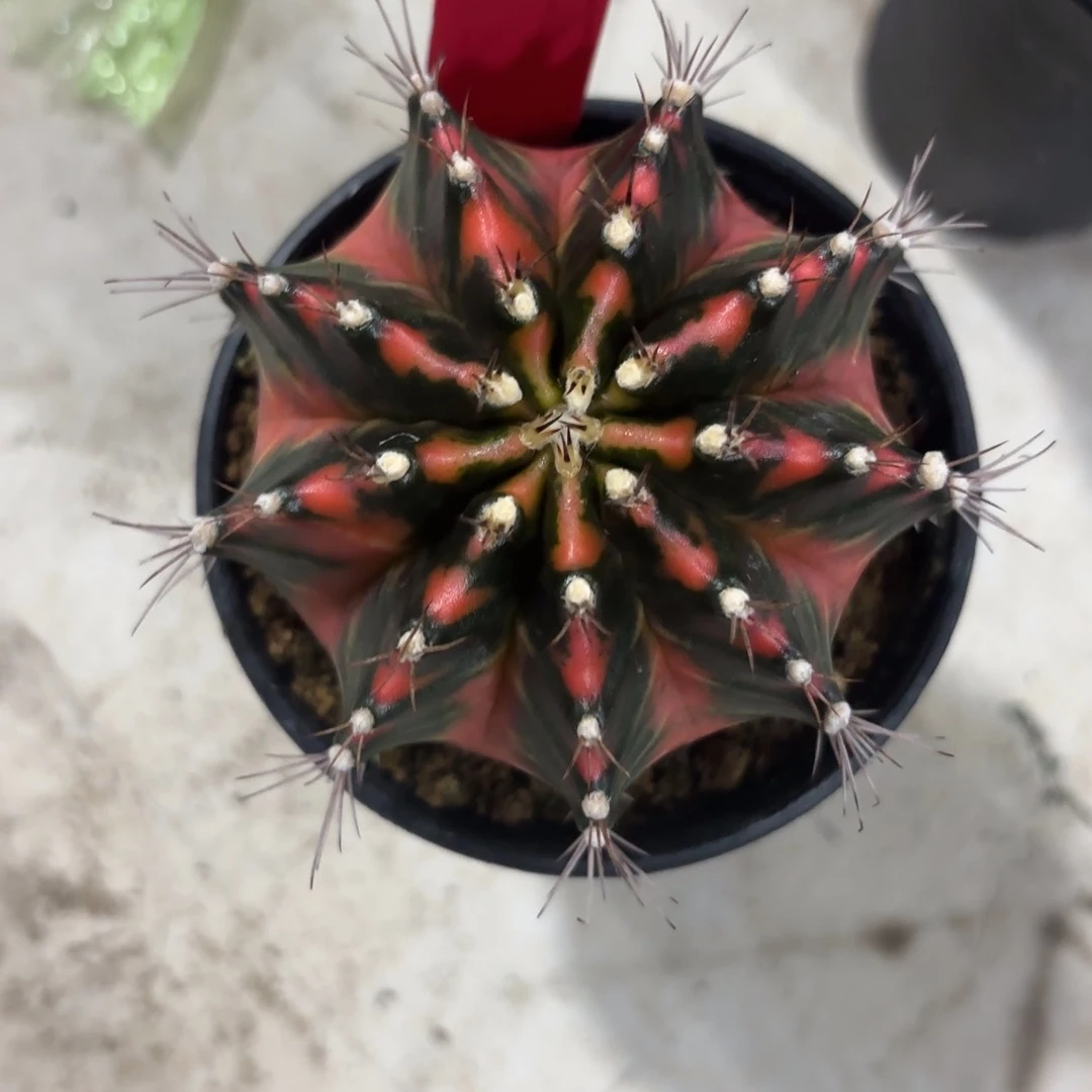 小***奇L820-1205泰国发货